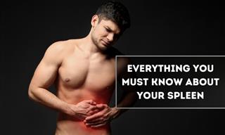 What Does the Spleen Do and How Do We Take Care of It?