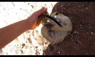Who Knew Meerkats Were Ticklish?