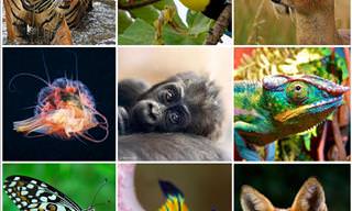 Baba's Collection of the the Most Awe-Inspiring Animal Photography