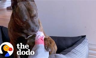 Heartwarming - Dog Saves an Injured Parrot's Life