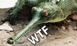 The Weird Crocodile Relative You Had No Idea Existed
