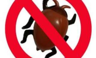How to Get Rid of Roaches: What Works and What Doesn't