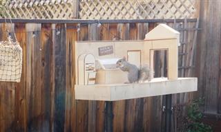 This Guy Made the Ultimate Squirrel Maze in His Backyard