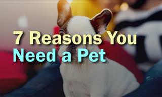 Here's Why You Need a Pet!