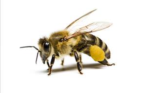 How to Treat Bee Stings at Home