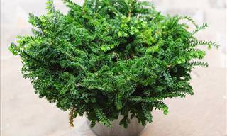 Liven Up Your Outdoors with these 10 Winter Evergreens