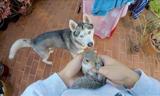 Cute Overload: Husky Meets Baby Squirrel