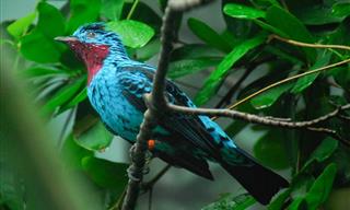 19 of the World's Most Colorful Birds