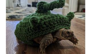 16 Precious Photos of Cute, Funny, & Goofy Turtles