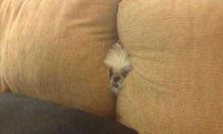 These Animals Think They're Masters of Hiding...
