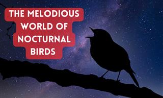 9 of the Best Night Singers of the Avian World