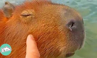 Let Us Introduce You to the Most Adorable Capybara Family