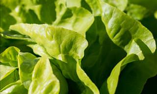 3 Methods To Keep Your Greens Crisp for Over a Week