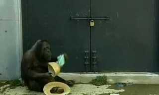 Cute Overload: The Orangutan Maid