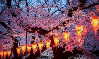 The Stunning Springtime Sights of Japan