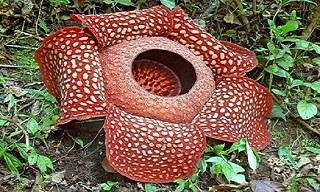 These Have Got to Be Some of the World Strangest Plants