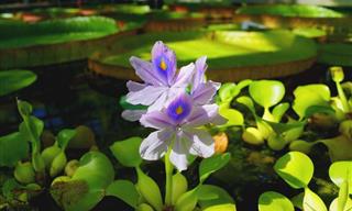 The Crème de la crème of Aquatic Flowers with Photos