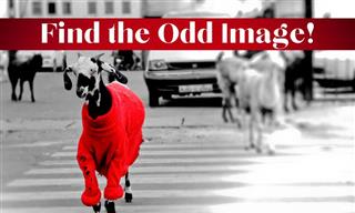 QUIZ: Find the Odd Image