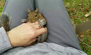 Squirrel Doesn't Want the Belly Rub to Stop - Adorable!