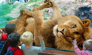 Zoo Animals Can Be Real Bullies - Funny!