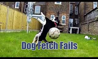 Some Dogs Just Don't Know how to Play Fetch...