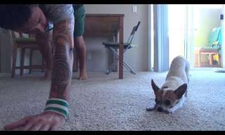 Take a Yoga Lesson with a Chihuahua for a Guaranteed Smile!