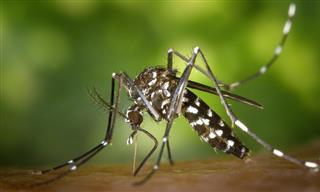 What You Need to Know About Chikungunya Fever