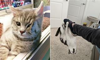 These 17 Hilarious Cats Are Real Eccentrics!