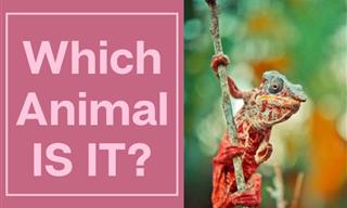 Quiz: Which Animal Are We Talking About?