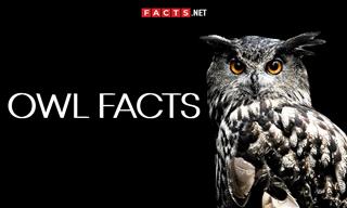 The Most Fascinating Facts About Owls