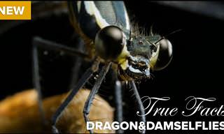 Hilarious: True Facts About Carnivorous Dragonflies