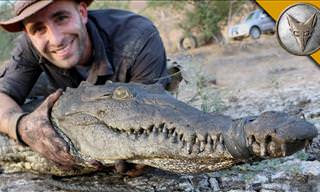 These 3 Animal Experts Face Off With A Crocodile