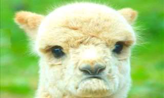 Llamas Are Too Funny For Words!