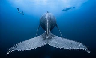 Spectacular Photos of the Deep Big Blue