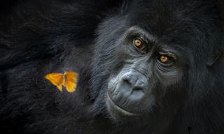 Nature Photographer of the Year: 15 Award-Winning Photographs