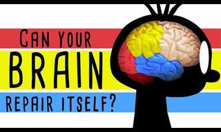Can Our Brain Repair Itself?