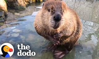 This Beaver Gets His Own Pond!
