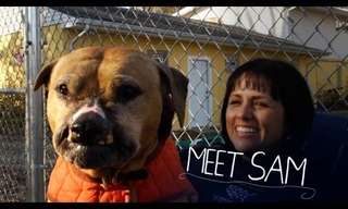 Rescued from the Fighting Pits - Sam`s Story