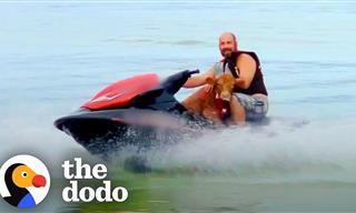 Have You Ever Seen a Cow on a Jetski?