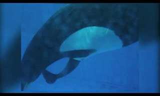 A New Killer Whale Being Born