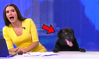 FUNNY: When Animals Take Over the News and Steal the Show