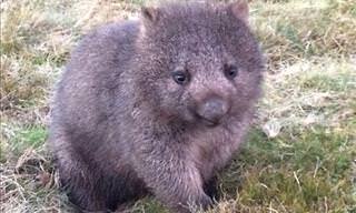 15 Super-Cute Baby Animals of Australia