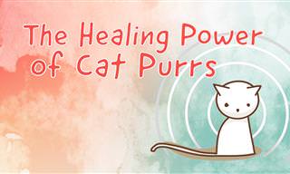 7 Ways Cat Purring Is Good For Human Health