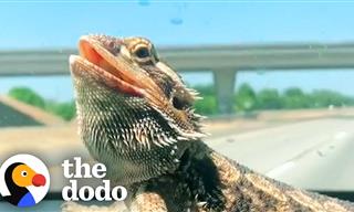 This Bearded Dragon is Almost Like a Dog