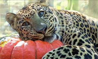 The Big Cats at the Zoo Are Already Celebrating Halloween!