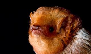 Think Bats Are Scary? These Photos Will Change Your Mind
