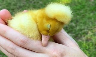 This Special Needs Duckling is the Sweetest There Ever Was!