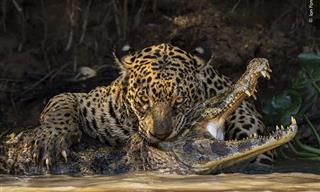 Wildlife Photographer of the Year 2024: 14 Stunning Shots