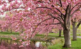 Magical Cherry Blossom Scenery
