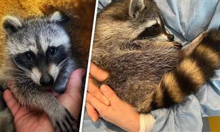 This German Rescue Racoon Now Lives a Life of Luxury!